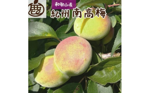 厳選 紀州南高梅(青梅)5kg+250g（傷み補償分）【梅干し・梅酒・梅ジュース】［IKE77］ 624933 - 和歌山県那智勝浦町