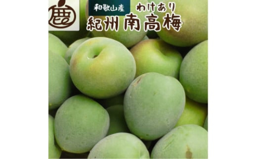 家庭用 紀州南高梅(青梅)5kg+250g（傷み補償分）【梅干し・梅ジュース】【訳あり】［IKE113］ 624934 - 和歌山県那智勝浦町