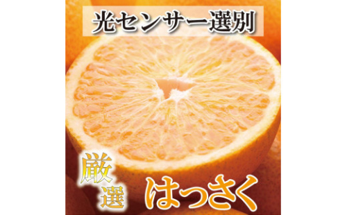 ＜4月より発送＞厳選 樹上完熟はっさく4kg+120g（傷み補償分）【八朔】【さつき・木成】 624961 - 和歌山県那智勝浦町