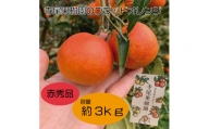 ブラッドオレンジ(タロッコ) 赤秀品 3kg(土居町天満産)