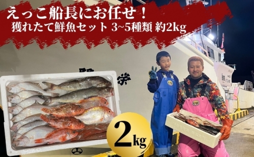 えっこ船長にお任せ！獲れたて鮮魚セット 3～5種類 約2kg（鮮魚 詰合せ ボックス） 625110 - 秋田県にかほ市