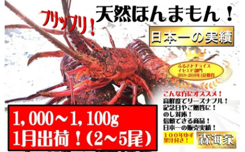 【年末年始限定】伊勢海老 1kg〜1.1kg S229 625532 - 高知県東洋町