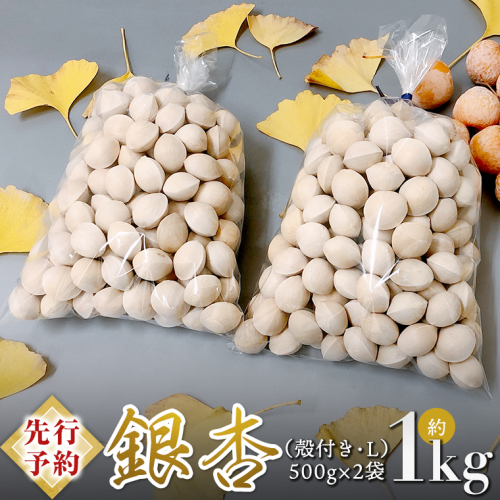 【 先行予約 2025年10月上旬以降発送 】銀杏 ぎんなん 約1kg ( 殻付き ・ L )　500g × 2袋 イチョウ 秋 美味 栄養満点 健康 高血圧予防 むくみ改善 疲労回復 美肌 [AX025ya] 625715 - 茨城県八千代町