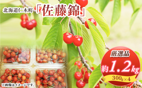 先行受付 北海道 仁木町産 さくらんぼ 佐藤錦 1.2kg (300g×4パック) Lサイズ以上  旬 桜桃 産地直送 サクランボ チェリー フルーツ 果物 果物類 仁木町 仁木 [松山商店] 625880 - 北海道仁木町