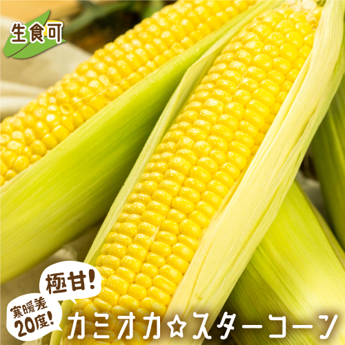 事前予約 期間 数量限定 まるでフルーツ 特別栽培トウモロコシ 激甘 極旨のスーパースイート系トウモロコシ カミオカ スターコーン 3kg 6 8本お届け B0107 Au Pay ふるさと納税