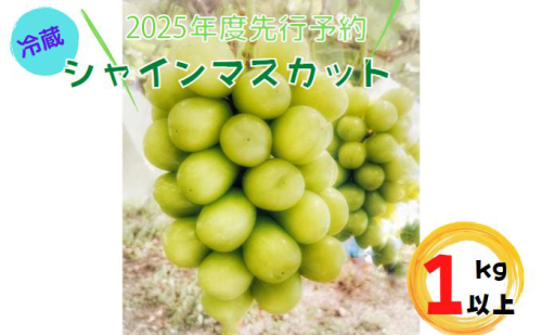 先行予約 長野県長野市産冷蔵シャインマスカット 約1kg 2023年発送 626050 - 長野県長野市