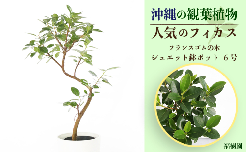 沖縄の観葉植物 人気のフィカス フランスゴム6号 シュエット鉢ポット 627699 - 沖縄県うるま市