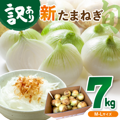 【訳あり】新たまねぎ 628140 - 京都府京丹後市