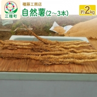 自然薯 約2kg（2～3本） 秋田県三種町産