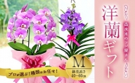 【森水木のラン屋さん】洋蘭 ギフト M 鉢花（高さ40～60cm）お祝い 贈り物 フラワーギフト