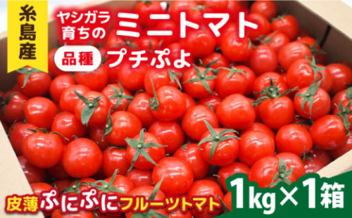 ミニトマト （ プチぷよ ）1kg×1箱  糸島市 / かわぞえ農園 ぷちぷよ トマト [AAM001]
