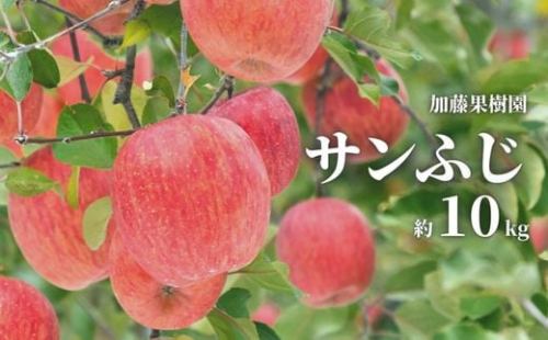 No.2532加藤果樹園 サンふじ 約10kg 【2022年度発送】 630117 - 福島県福島市