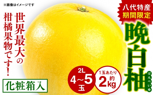 期間限定 八代特産 晩白柚（ばんぺいゆ）2Lサイズ(約2kg)×4玉～5玉