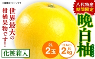 期間限定 八代特産 晩白柚（ばんぺいゆ）2Lサイズ（約2kg）×2玉