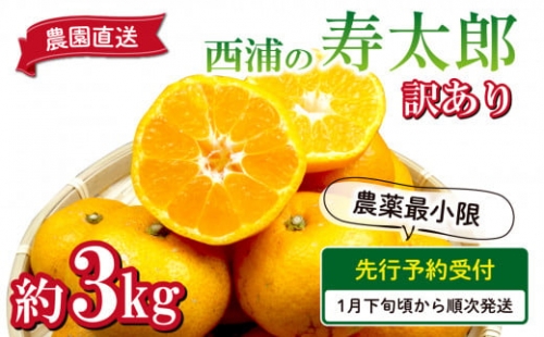 【予約受付】 訳あり みかん 寿太郎 3kg 西浦 蜜柑 柑橘 オレンジ 減農薬 木負観光みかん園
