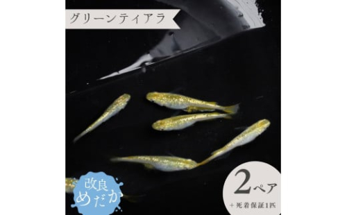 【グリーンティアラ】美しき 改良めだか（２ペア＋死着保証１匹）  メダカ めだか めだか屋らん