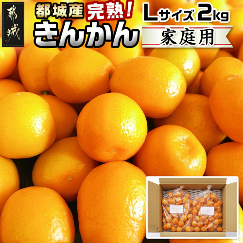 【2月～3月お届け】都城産完熟きんかん 家庭用2kg (Lサイズ)_11-B503 633419 - 宮崎県都城市