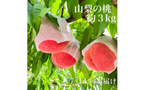 ＜2023年7月上旬より順次発送予定/先行受付＞山梨市ピーチ専科ヤマシタの桃　約3kg【1380542】 633742 - 山梨県山梨市