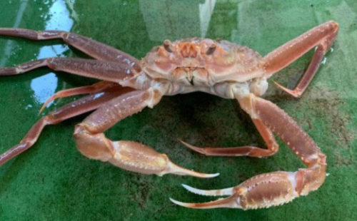 185.【魚倉】足1本なし生松葉ガニ訳あり(大800g) 634110 - 鳥取県若桜町