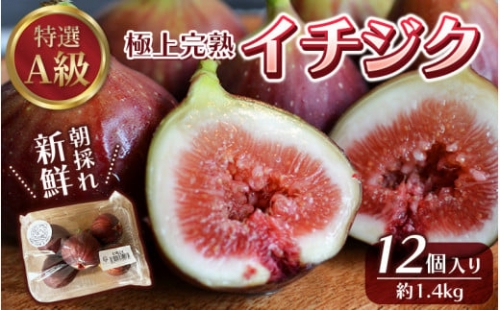 樹上完熟イチジク 特選 A 級品 M~L サイズ 総重量 約 1.4 kg 無花果 いちじく 完熟 フルーツ くだもの 634500 - 和歌山県北山村
