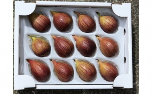 樹上完熟イチジク 化粧箱入り 12個 / いちじく 無花果 完熟 フルーツ くだもの 贈答用 634507 - 和歌山県すさみ町