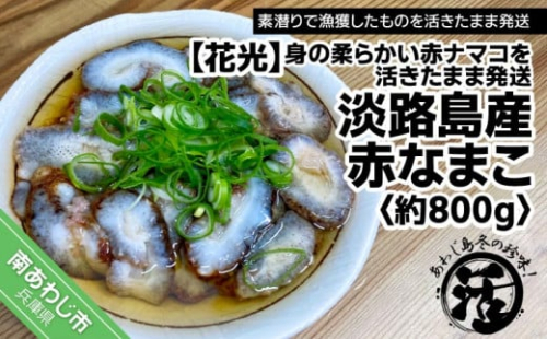 【花光】【あわじ島冬の珍味!身の柔らかい赤ナマコを活きたまま発送】淡路島産 赤なまこ(活)約800g 634662 - 兵庫県南あわじ市
