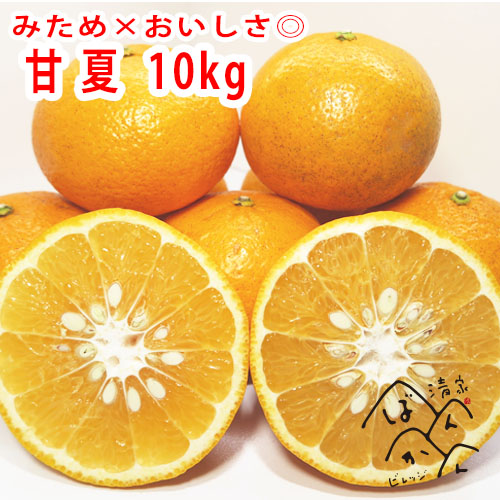 【訳あり】清家ばんかんビレッジの 木取り 甘夏柑 10kg 発送: 2月5日~4月30日 634898 - 愛媛県愛南町