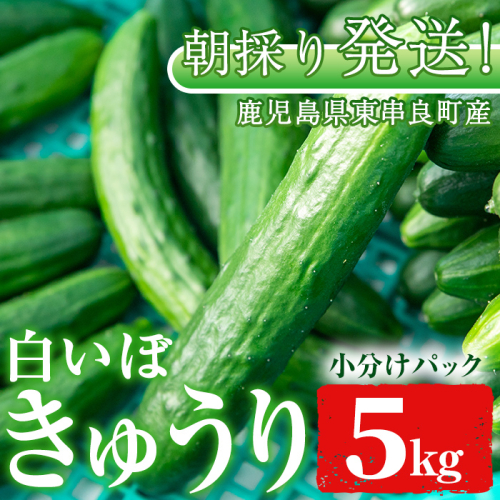 【0113906a】牧内農園の白いぼきゅうり(計5kg・小分けパック) 野菜 やさい サラダ 胡瓜 キュウリ 漬物 ピクルス 小分け 大容量 期間限定【牧内農園】 635037 - 鹿児島県東串良町