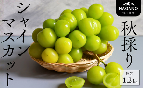 KG02-25A 【収穫中！】シャインマスカット 約1.2㎏（2～3房）2025 贈答 / 11月出荷 // 長野県 南信州 松川町 葡萄 ブドウ 産地直送 農家直送 マスカット 種なし 皮ごと 贈答 果物 フルーツ 高地栽培