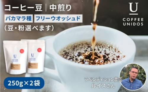 【粗挽き】煎り コーヒー 豆 250g × 2袋 （ 豆 ・ 粉 選べます ） ニカラグア産 ラベンディション農園 パカマラ種 フリーウォッシュド 《糸島》 【COFFEE UNIDOS】 [AQF002-4] 635643 - 福岡県糸島市