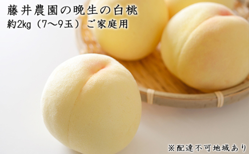 【2025年先行予約】 桃 岡山県産 ご家庭用 もも 晩生の白桃 約2kg（7～9玉）藤井農園 《2025年8月中旬～9月中旬頃出荷》  果物 岡山 里庄町 モモ 635696 - 岡山県里庄町