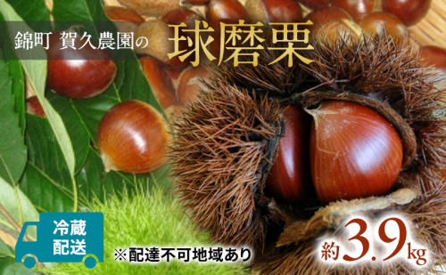 栗 草生栽培で育てた賀久農園の球磨栗 約3.9kg 2026年発送 配送不可 離島 果物類 くり  63570 - 熊本県錦町