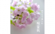 R4-100　桜盆栽　旭山桜（白鉢）