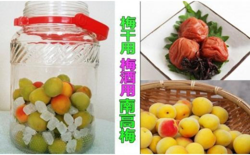 【梅干・梅酒用】（3Lまたは2L−2Kg）熟南高梅＜2025年6月上旬～7月7日発送予定＞フルーツ 果物 くだもの 食品 人気 おすすめ 送料無料【ART06】 636175 - 和歌山県上富田町