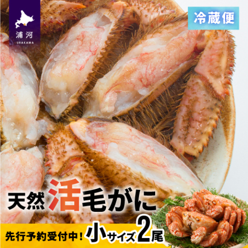 【先行受付開始！】漁協の活毛がに 小サイズ２尾セット※日付指定対応不可※[02-1205] 636733 - 北海道浦河町