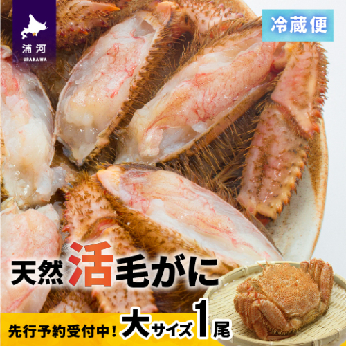 【先行受付開始！】漁協の活毛がに 大サイズ１尾※日付指定対応不可※[02-1204] 636734 - 北海道浦河町