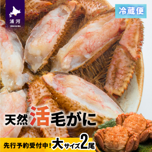 【先行受付開始！】漁協の活毛がに 大サイズ２尾セット※日付指定対応不可※[02-507] 636879 - 北海道浦河町