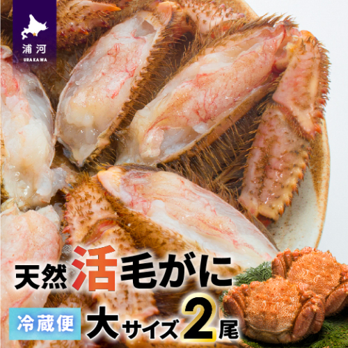 【今が旬！】漁協の活毛がに 大サイズ２尾セット※日付指定対応不可※[02-507] 636879 - 北海道浦河町