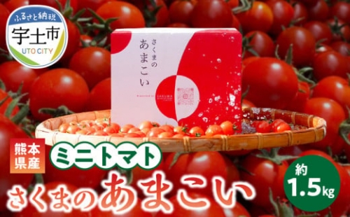 137-1　熊本県産　ミニトマト　約1.5kg　「さくまのあまこい」