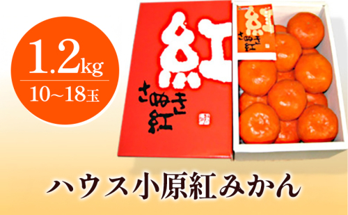 ハウス小原紅早生みかん（さぬき紅）約1.2kg 柑橘類 果物類 フルーツ  63786 - 香川県東かがわ市
