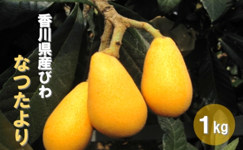 初夏の果実 なつたより（びわ）約1kg 63787 - 香川県東かがわ市