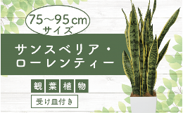【配送不可地域：北海道・沖縄県・離島】◇2025年6月上旬頃〜順次発送いたします◇花言葉「永久」「不滅」サンスベリアのもっともよく知られた特徴に「空気清浄効果」があります。ほかの観葉植物に比べ空気清浄