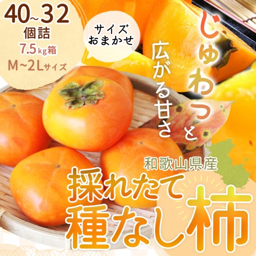 EB6013_【和歌山県産】採れたて 種なし柿 M～2Lサイズおまかせ 40～32個詰 7.5kg箱 640220 - 和歌山県湯浅町