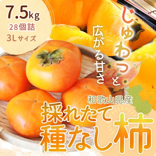 EB6014_【和歌山県産】採れたて 種なし柿 3Lサイズ 28個詰 7.5kg箱 640238 - 和歌山県湯浅町