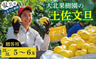 土佐文旦 2L〜3L 5〜6玉 贈答用 柑橘 フルーツ 文旦 みかん 蜜柑 ぶんたん ブンタン 冬 旬 果物 果物類 新鮮 お裾分け デザート おやつ 柑橘 産地直送 送料無料 贈答 贈り物 ギフト 冬ギフト 大玉 小玉 文旦高知 高知県 安芸市