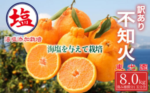 海塩を与えて栽培した 不知火【 予約受付 3月上旬 順次発送 】 訳あり 計 5kg 以上 傷み補償分 1玉付き デコポン しらぬい 柑橘 果物 フルーツ 沼津市 静岡県 641231 - 静岡県沼津市