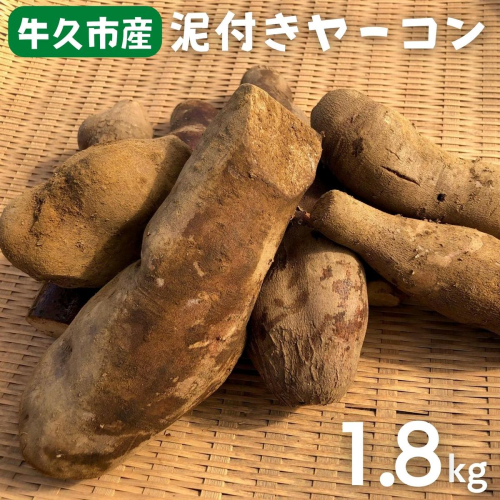  牛久市産 泥付き 「 ヤーコン 」 1.8kg 野菜 健康 健康野菜 食物繊維 根菜 芋 いも イモ 644831 - 茨城県牛久市