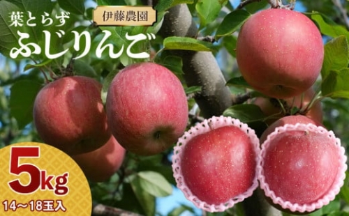 【令和6年産 先行予約】葉とらずリンゴ「ふじりんご」　約5kg（14～18玉入）　伊藤農園