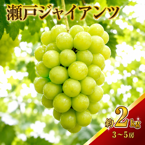 瀬戸ジャイアンツ 約2kg 3～5房 ぶどう 葡萄 フルーツ 岡山 高梁市産 2026年 先行予約 果物類 果物  64796 - 岡山県高梁市