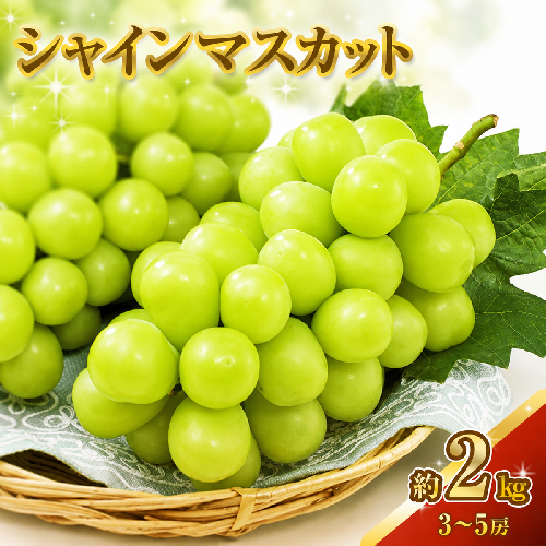 シャインマスカット 約2kg 3～5房 ぶどう 葡萄 フルーツ 岡山 高梁市産 2026年 先行予約 果物類 果物  64798 - 岡山県高梁市